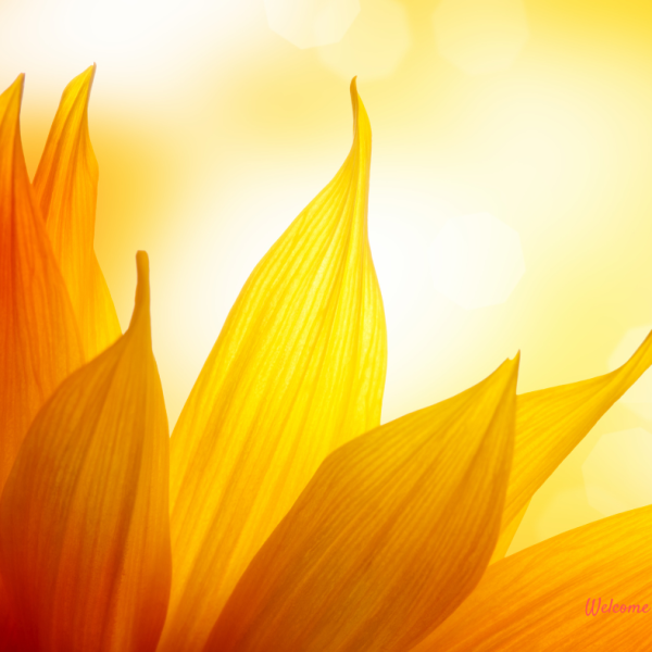 sunny sunflower